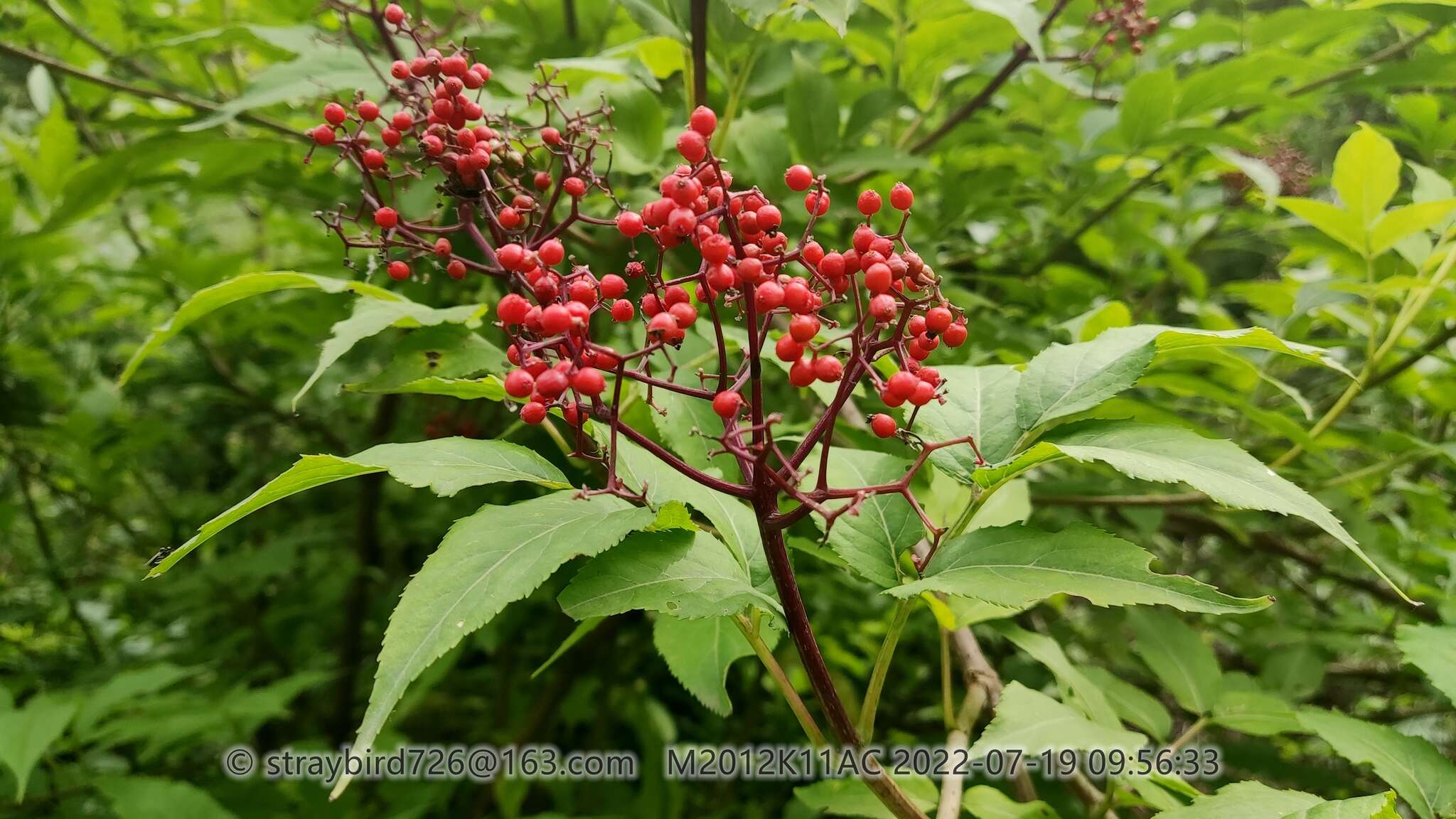 Image of Sambucus williamsii Hance