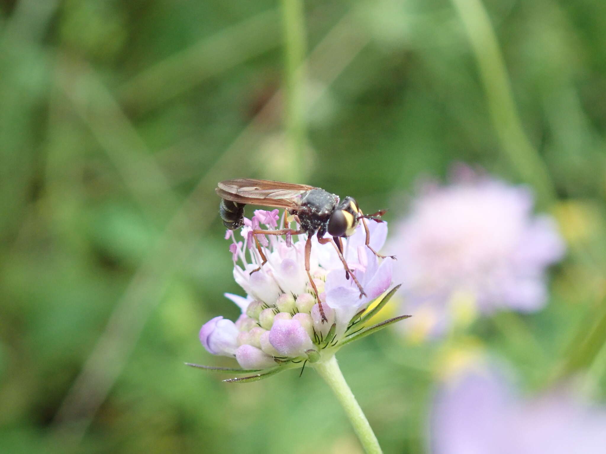 Image of Physocephala rufipes (Fabricius 1781)