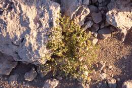 Image of Fagonia chilensis Hooker & Arnott