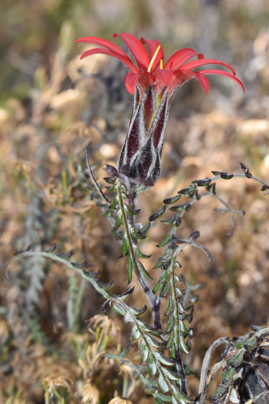 Image of Mutisia hamata Reiche