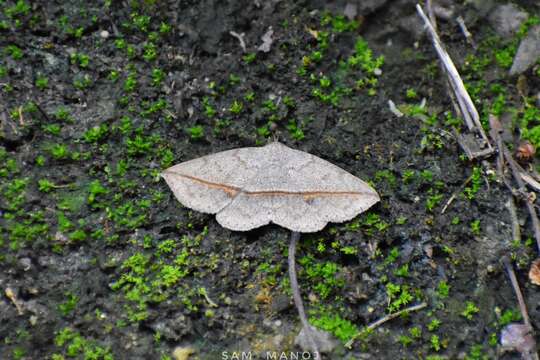 Image of Ugia insuspecta Galsworthy 1997