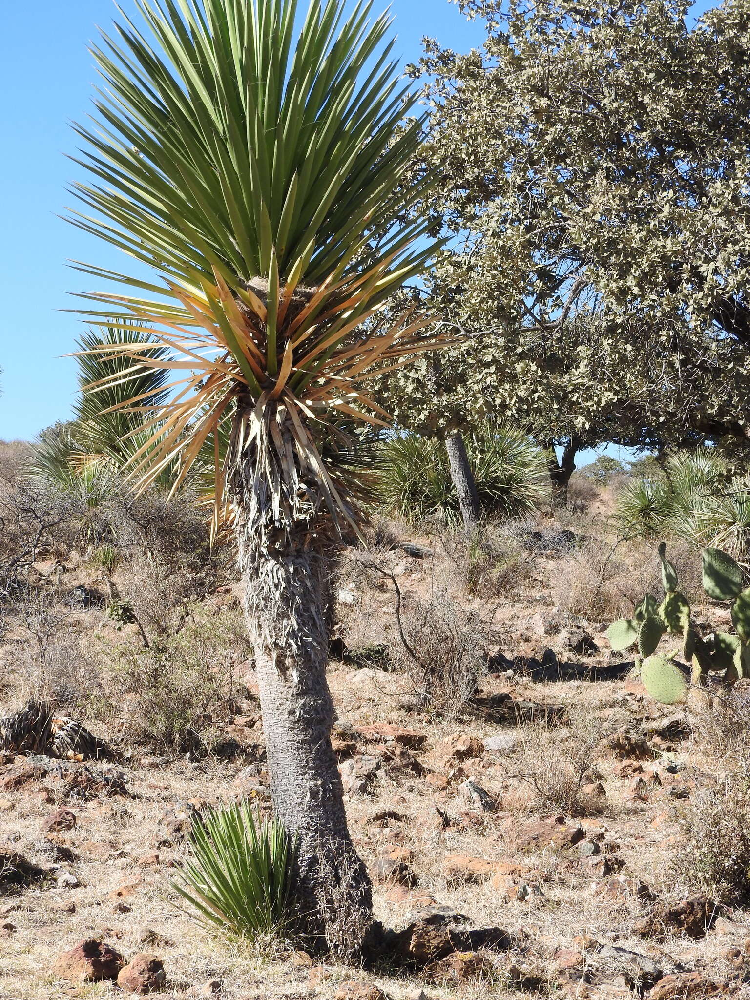 Sivun Yucca carnerosana (Trel.) McKelvey kuva