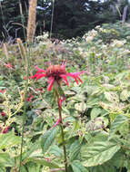 Image of scarlet beebalm