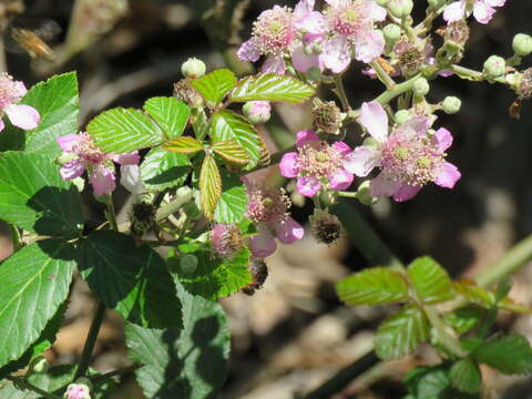 Imagem de Rubus ulmifolius var. anoplothyrsus