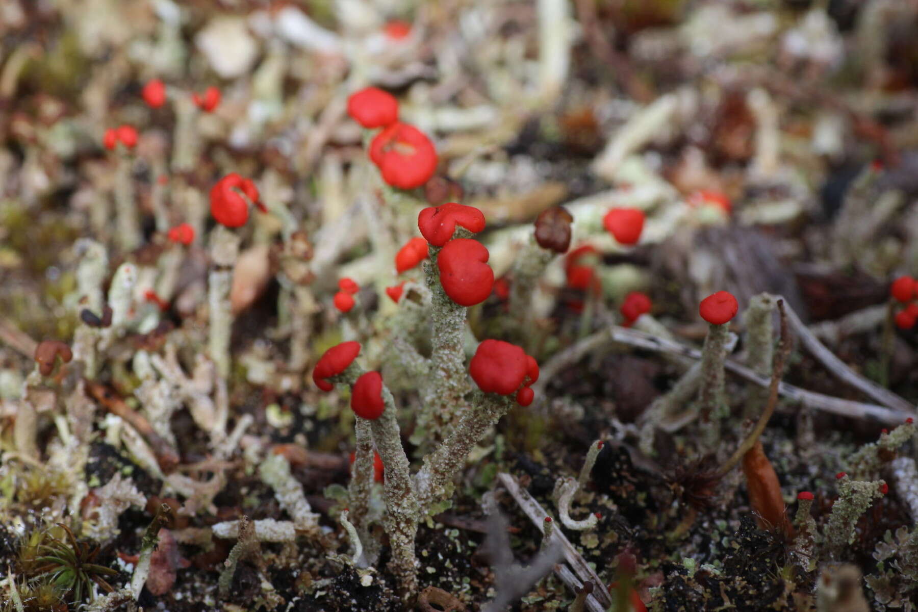 Imagem de Cladonia floerkeana (Fr.) Flörke