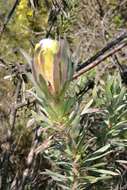 Plancia ëd Protea coronata Lam.