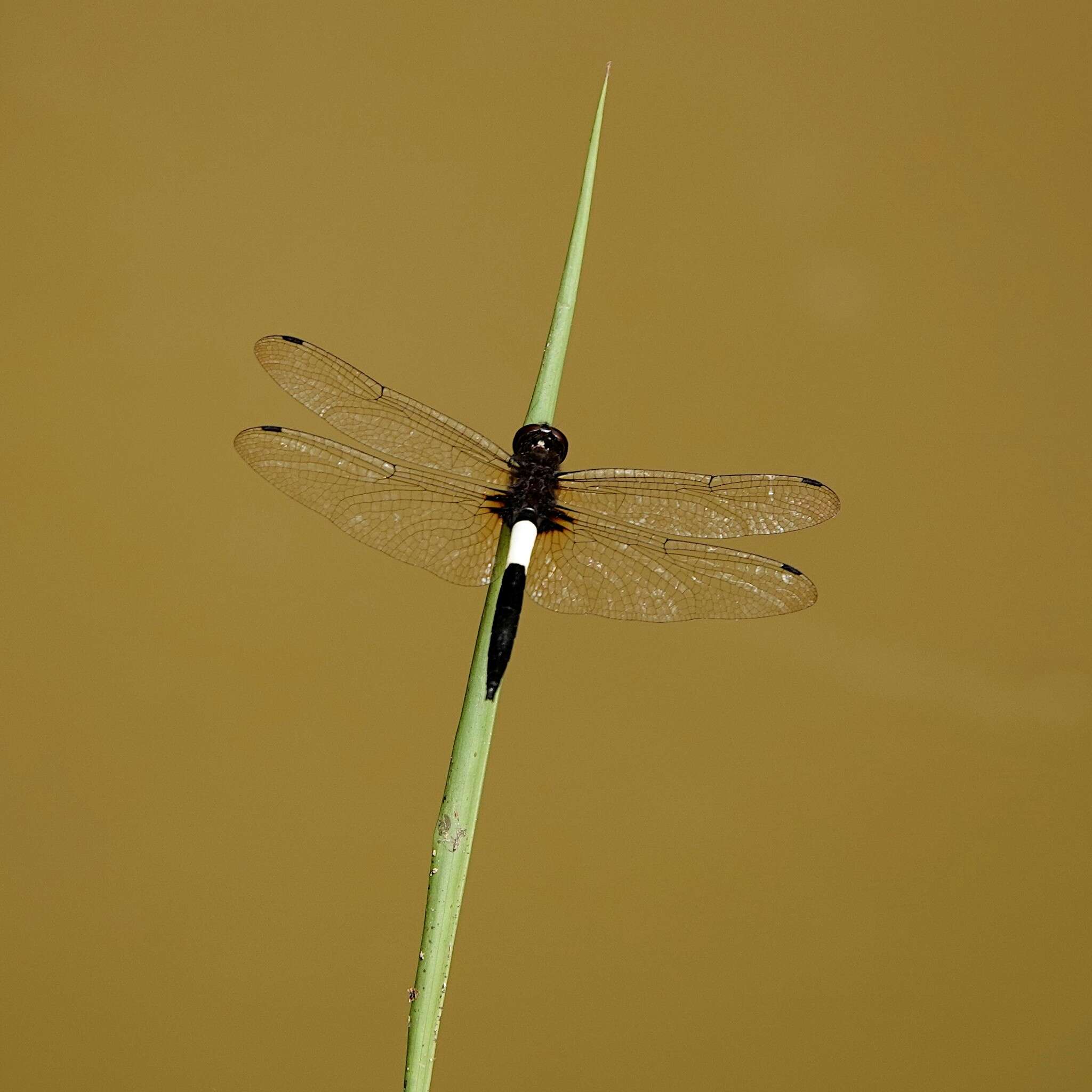 Pseudothemis jorina Förster 1904 resmi