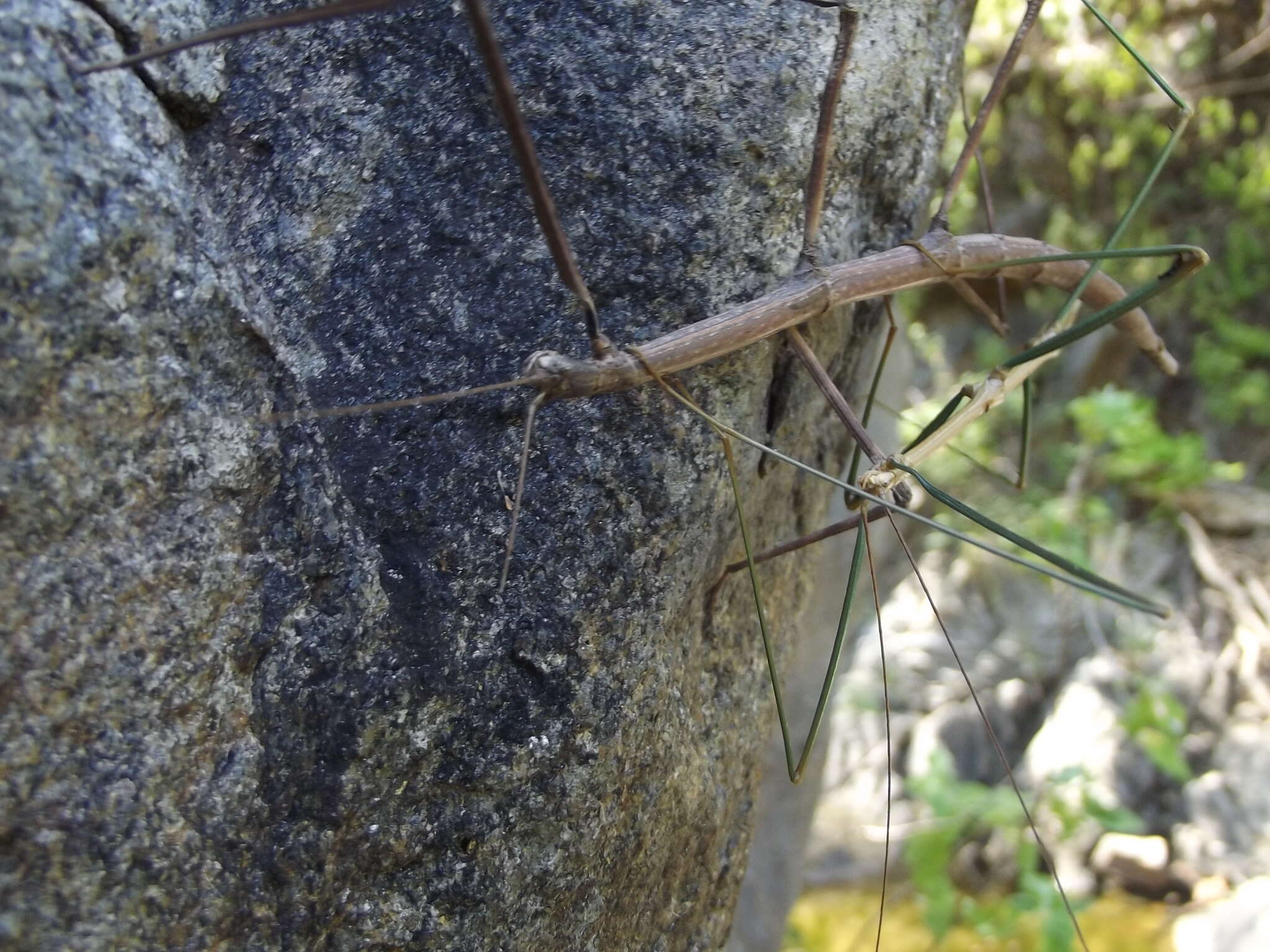 Image of Diapheromera (Diapheromera) kevani Vickery 1997