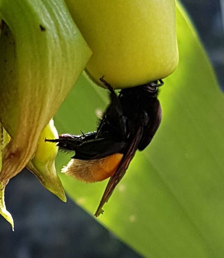 Слика од Eulaema polychroma (Friese 1899)