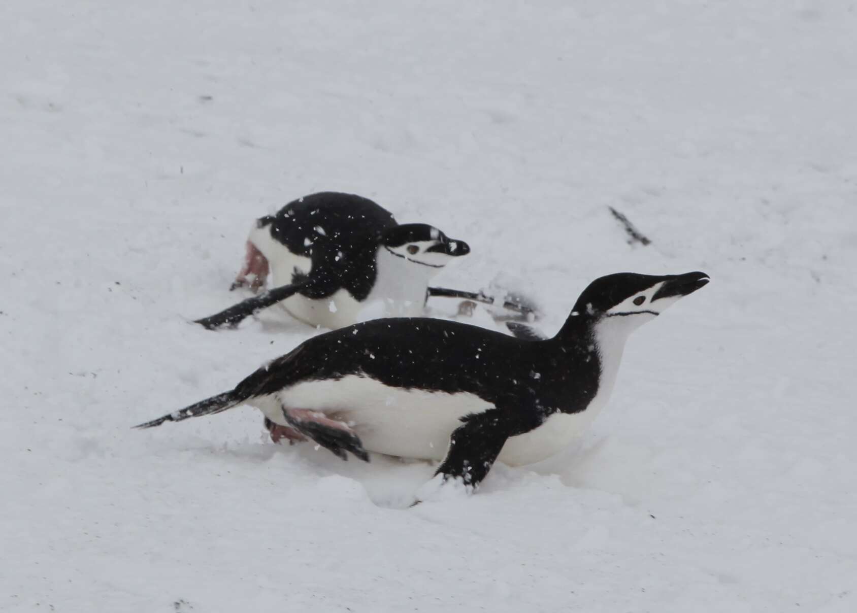 Image of Chinstrap Penguin