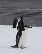 Image of Chinstrap Penguin