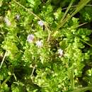 Plancia ëd Clinopodium brownei (Sw.) Kuntze