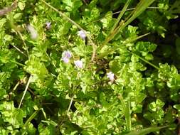 Clinopodium brownei (Sw.) Kuntze resmi