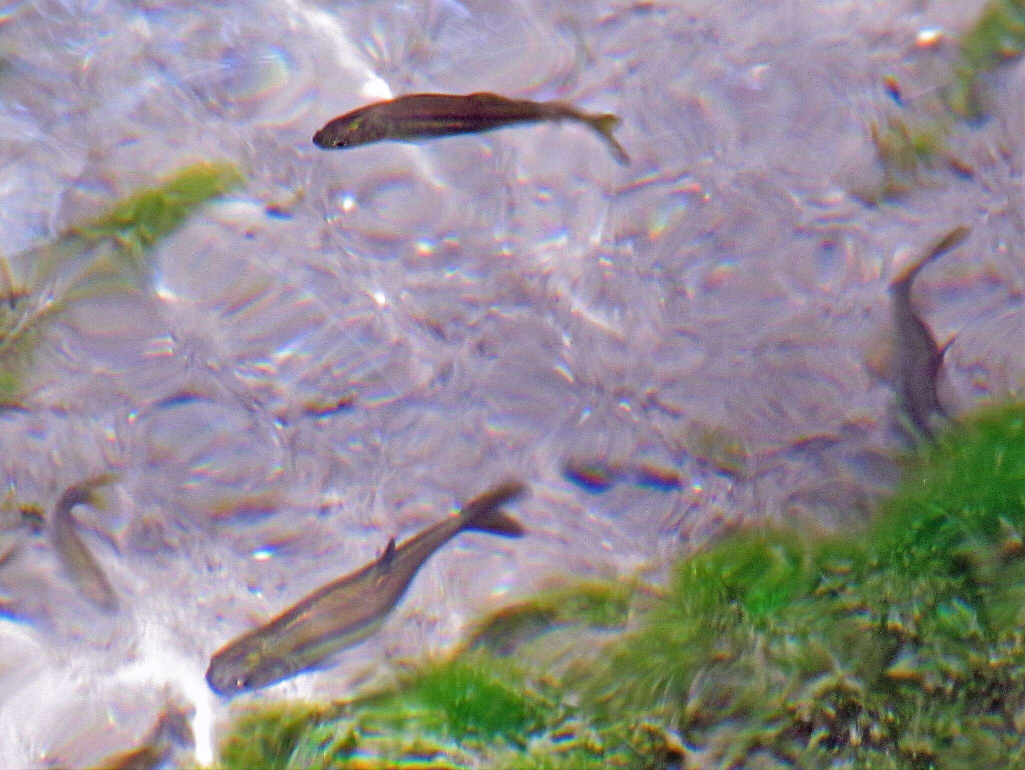 Image of Naked Characin