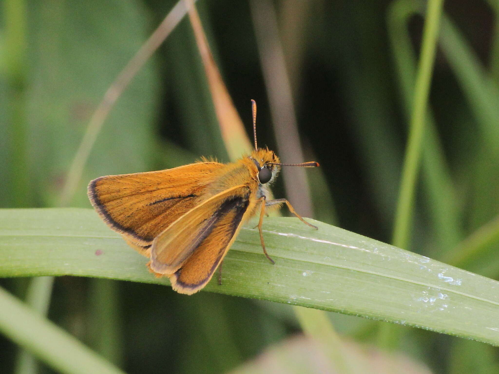 Image of lulworth skipper