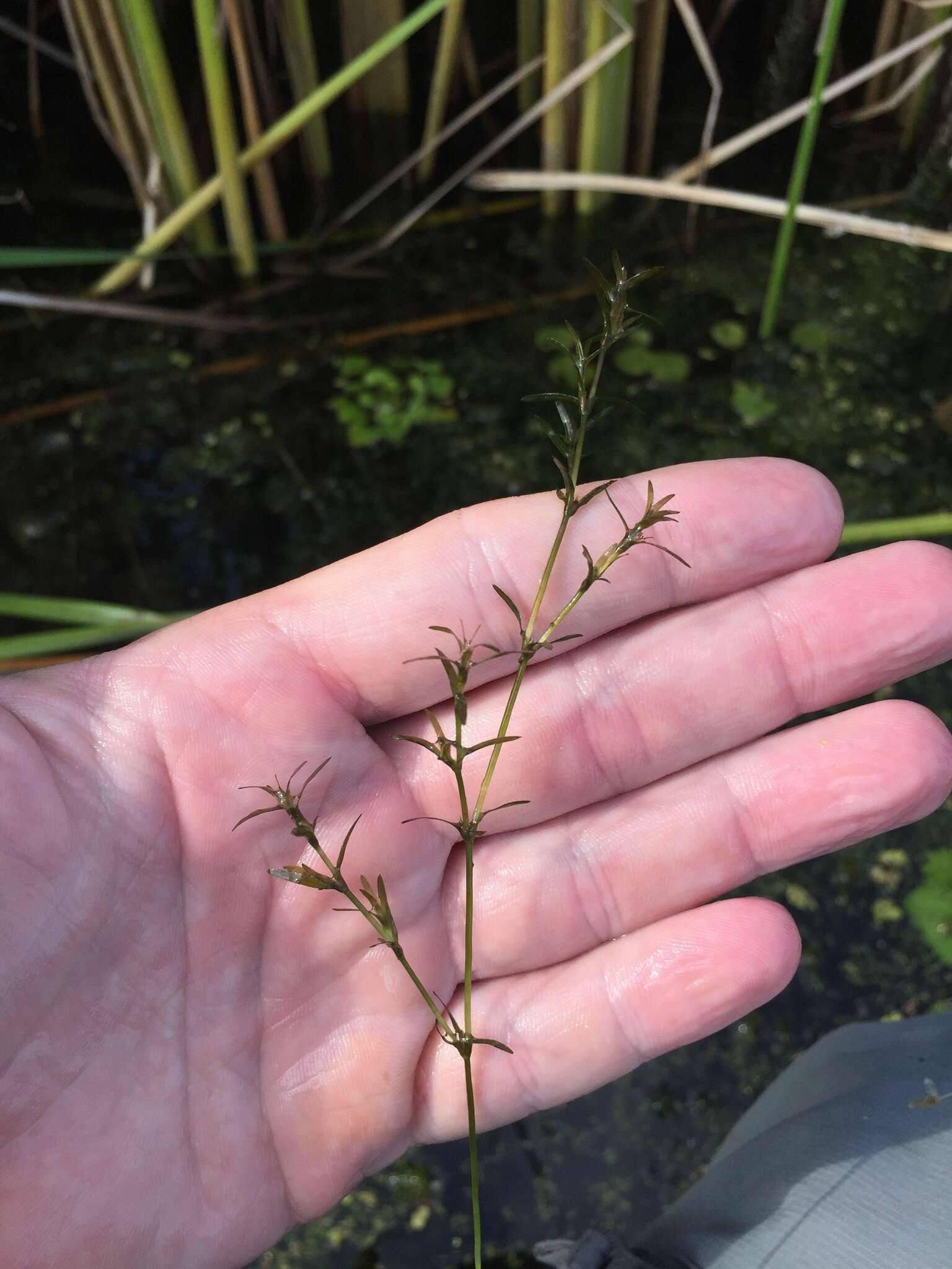 Image of southern waternymph