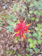 Image of Castilleja purpurascens Greenman