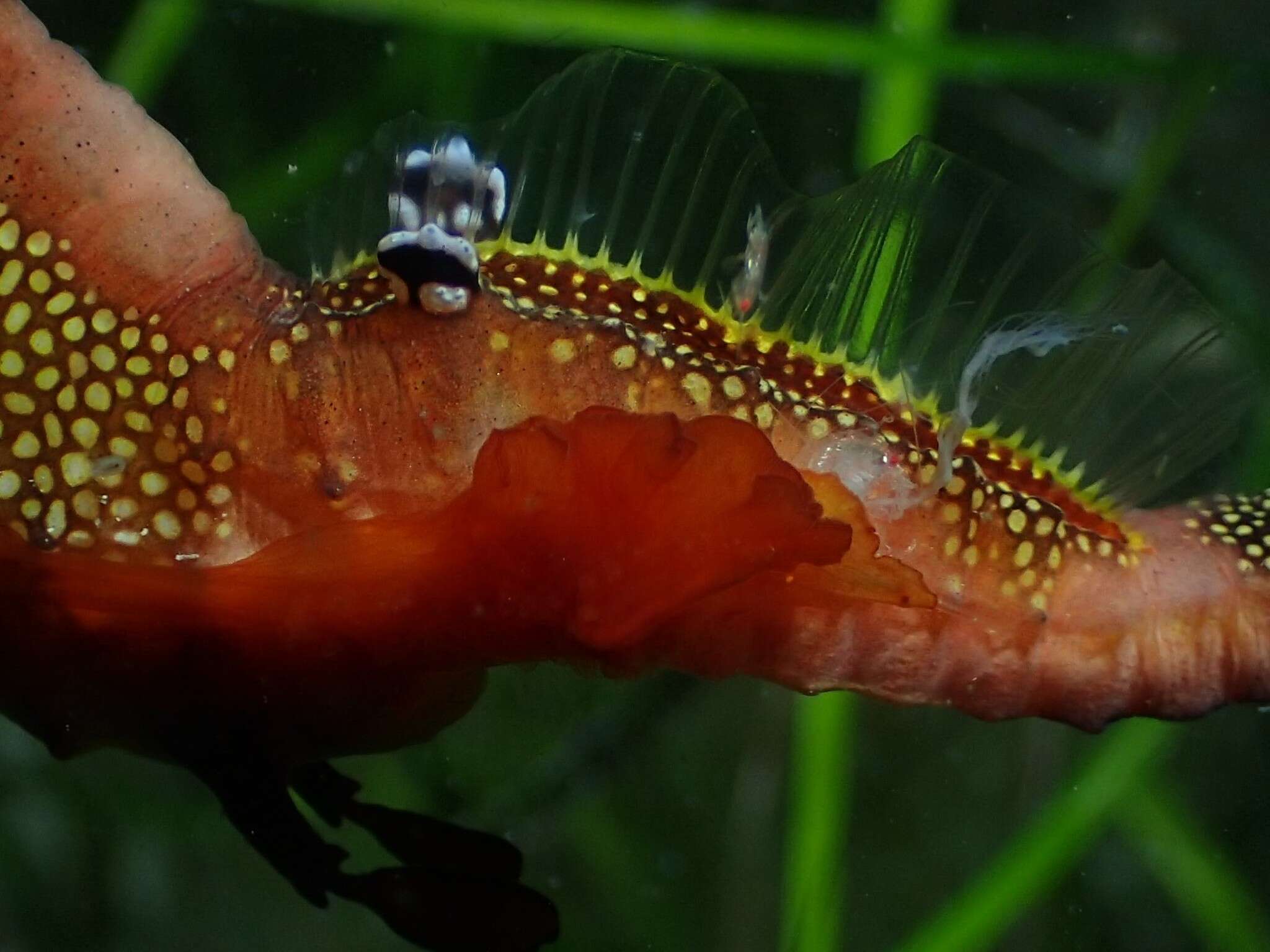 Image de Coeloplana scaberiae Matsumoto & Gowlett-Holmes 1996