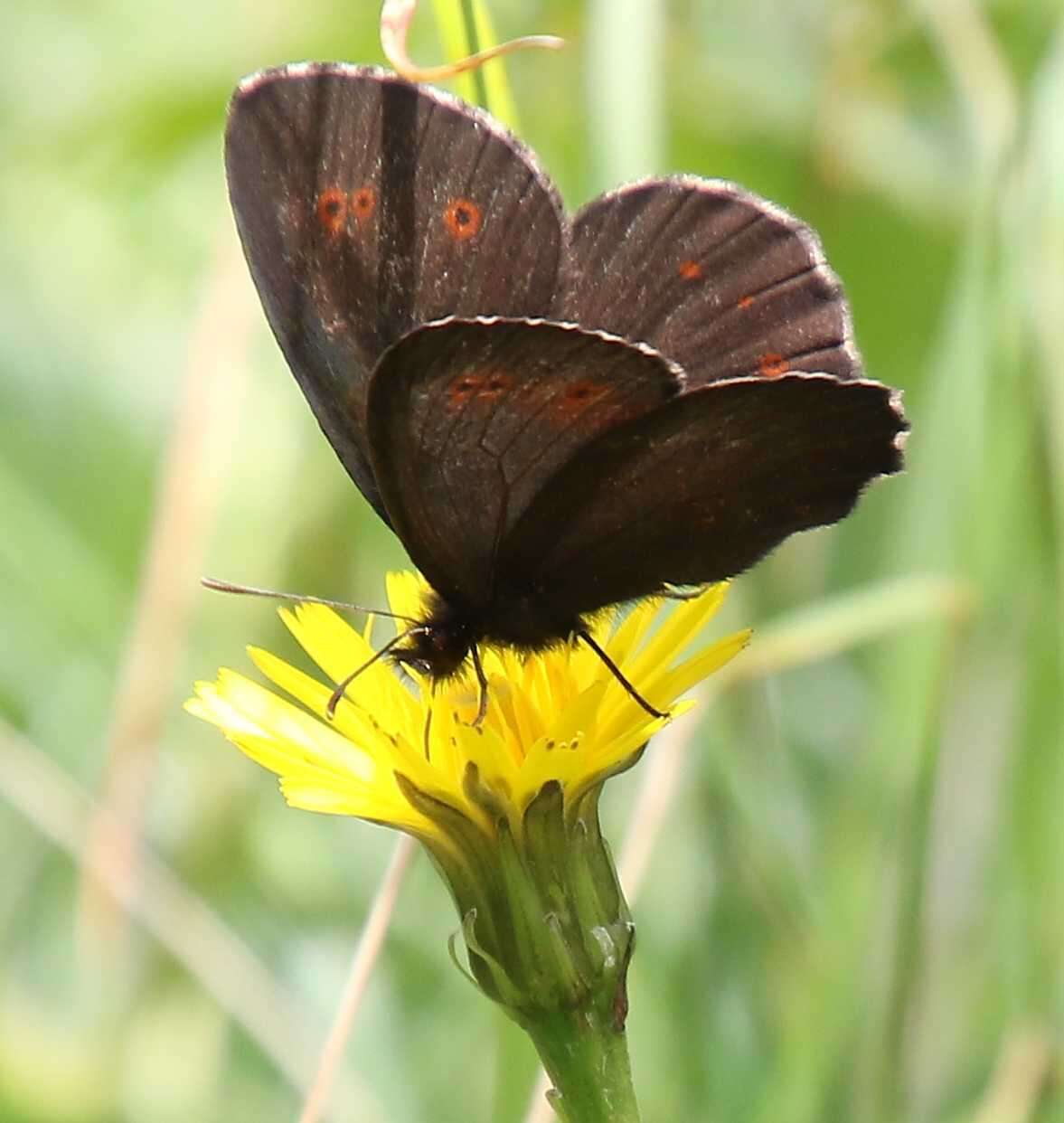 Image of Erebia euryale Esper 1777