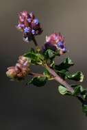 Image of Vine Hill ceanothus