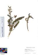 Image of widow's milkvetch