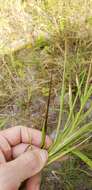 Imagem de Heteropogon melanocarpus (Elliott) Benth.