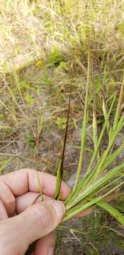 Image de Heteropogon melanocarpus (Elliott) Benth.