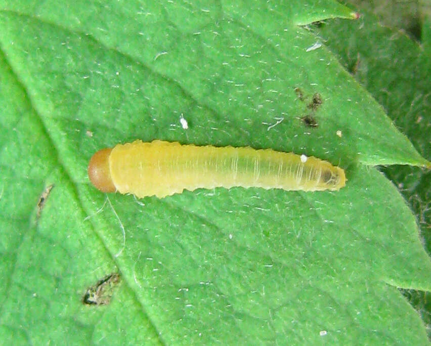 Image of Endelomyia aethiops (Fabricius)