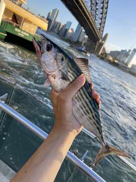 Image of Australian Bonito