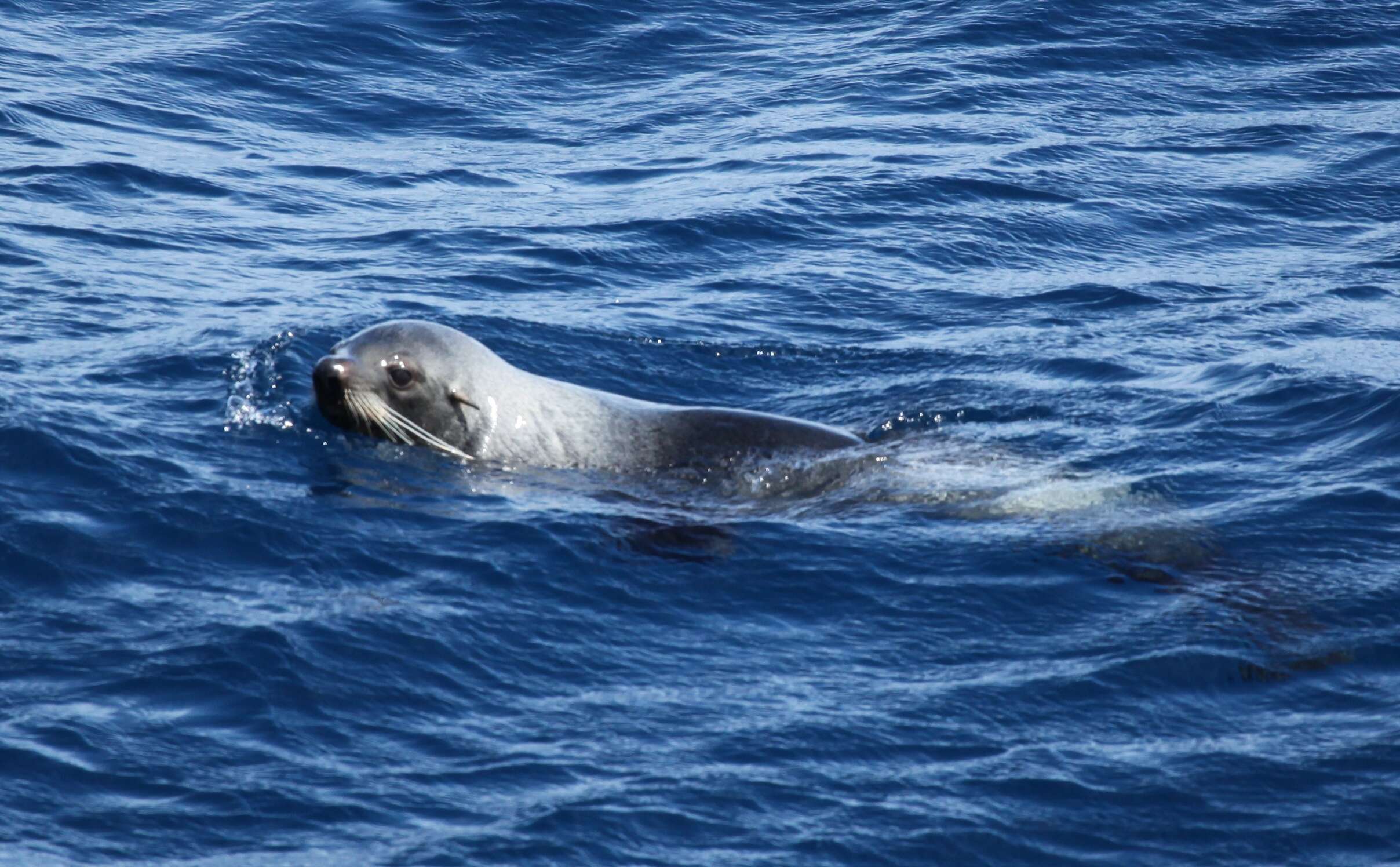 Image of Antarctic Fur Seal