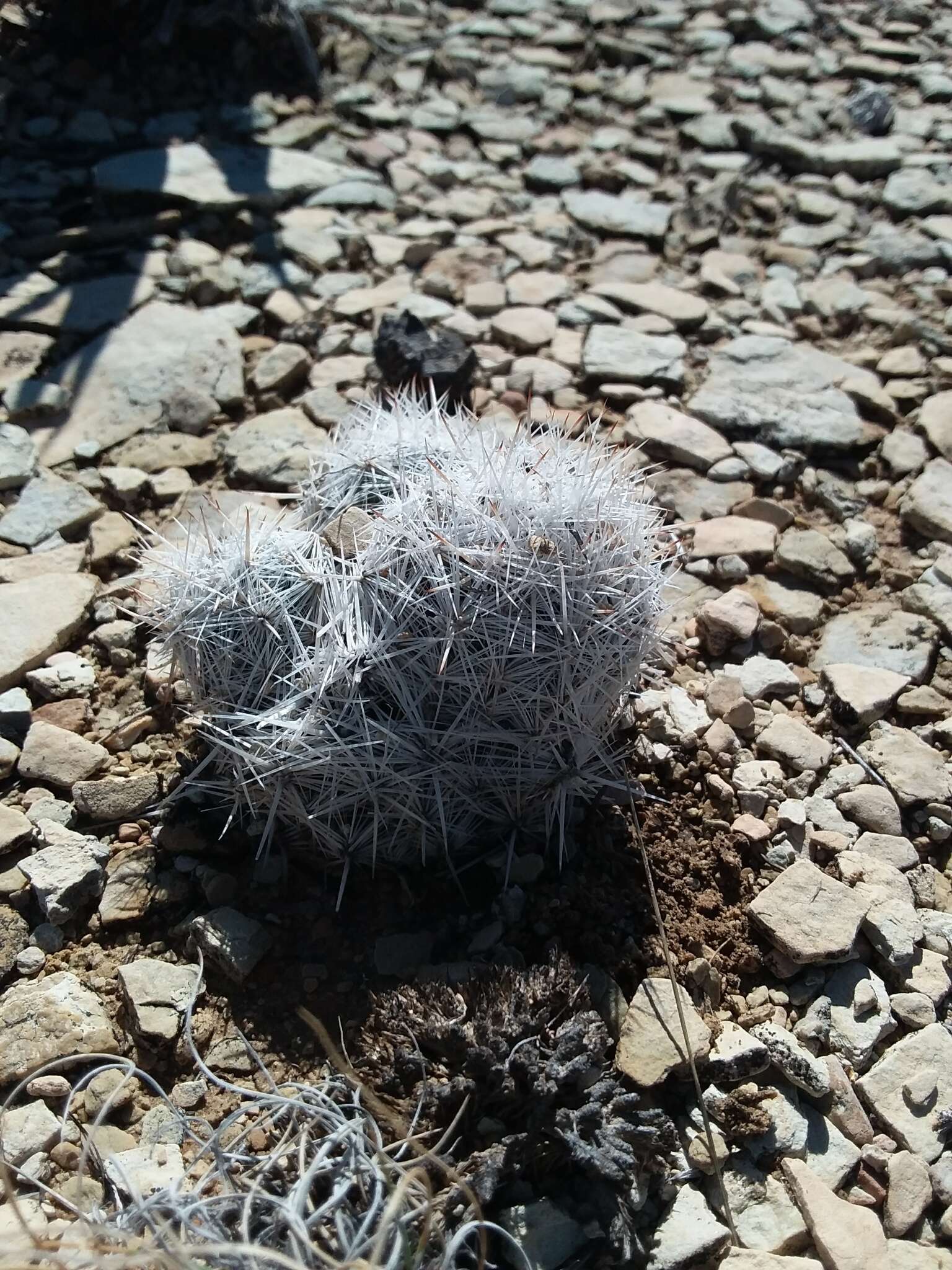 Image of Carpet Foxtail Cactus