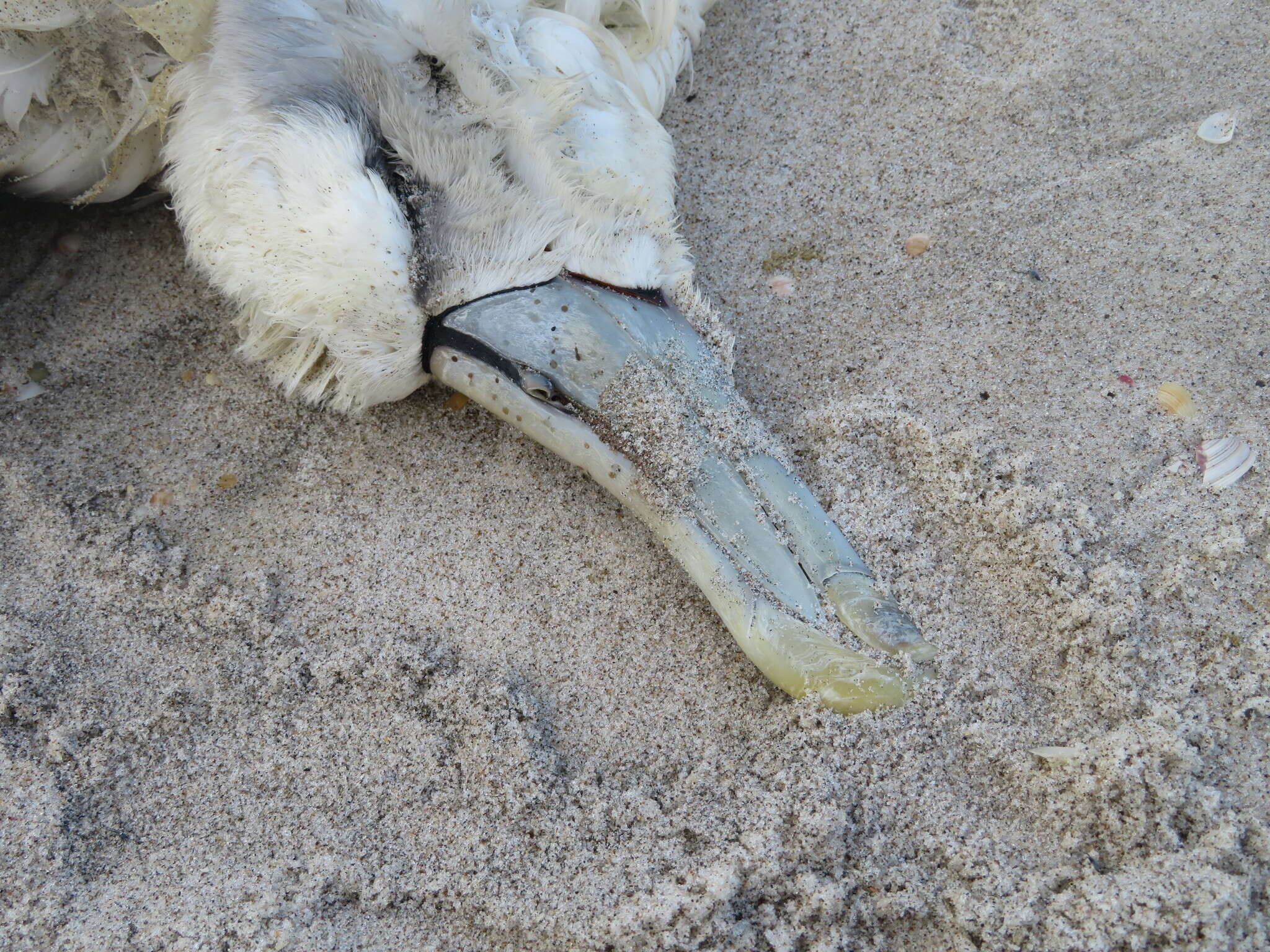 Image de Albatros à cape blanche