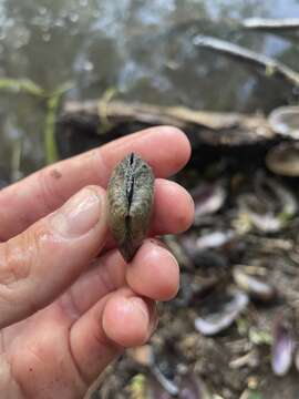 Alasmidonta viridis (Rafinesque 1820)的圖片