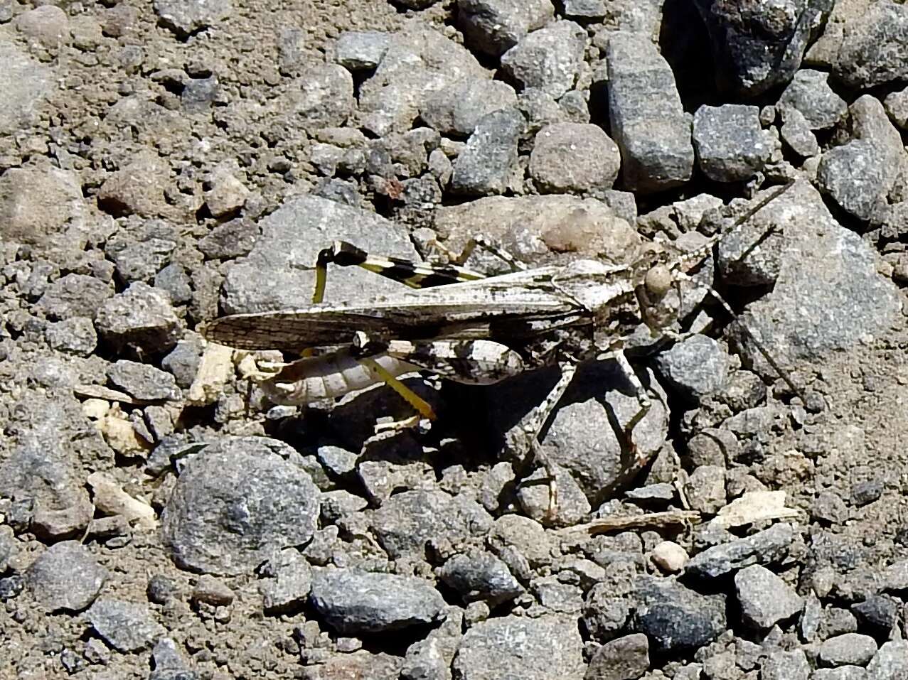 Image of Ridged Grasshopper