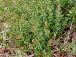 Image of Gonocarpus mezianus (Schindl.) Orchard