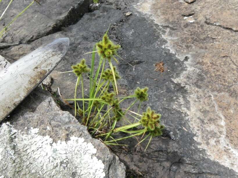 Imagem de Cyperus hystricoides (B. Nord.) Bauters