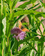 Image of Boloria erubescens