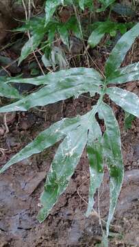 Image of Leptochilus ellipticus (Thunb.) Nooteboom