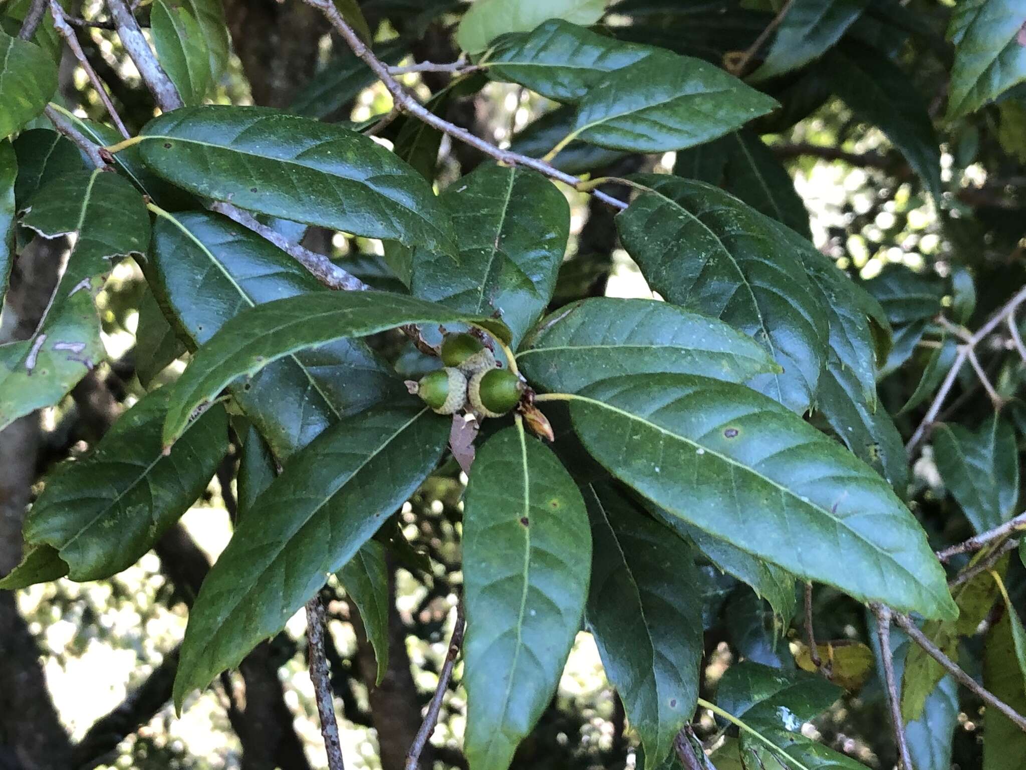 Image of Quercus spinosa subsp. miyabei (Hayata) A. Camus