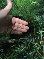 Image of Arkansas Manna Grass