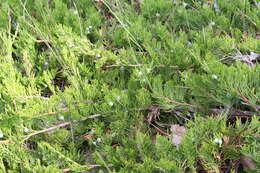 Image of creeping juniper