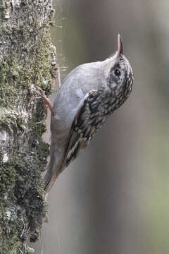 Image of Brown-throated Treecreeper