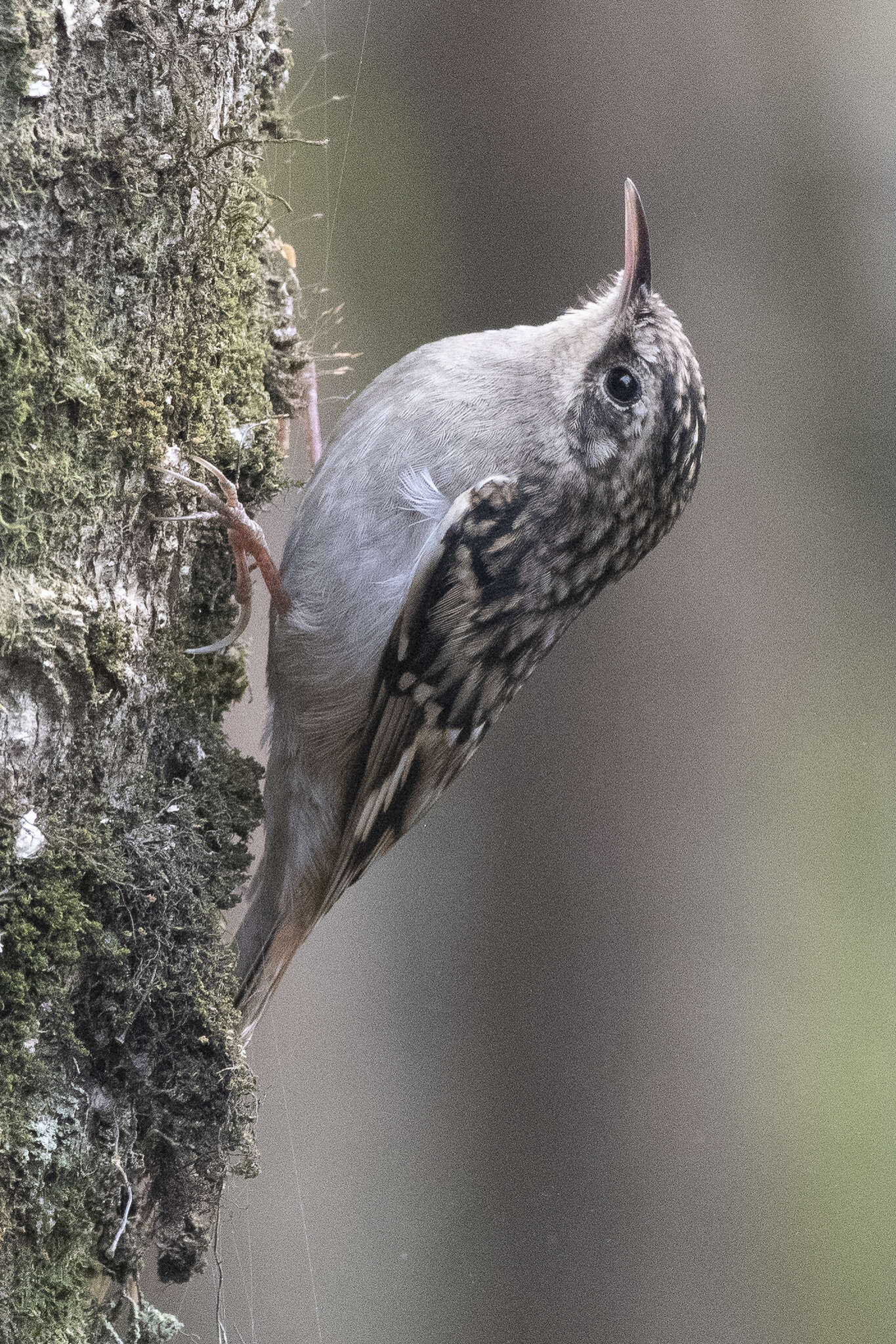 Image of Brown-throated Treecreeper