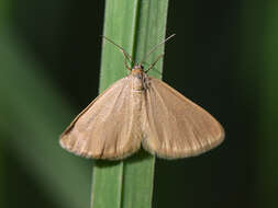 Image of Drab looper moth