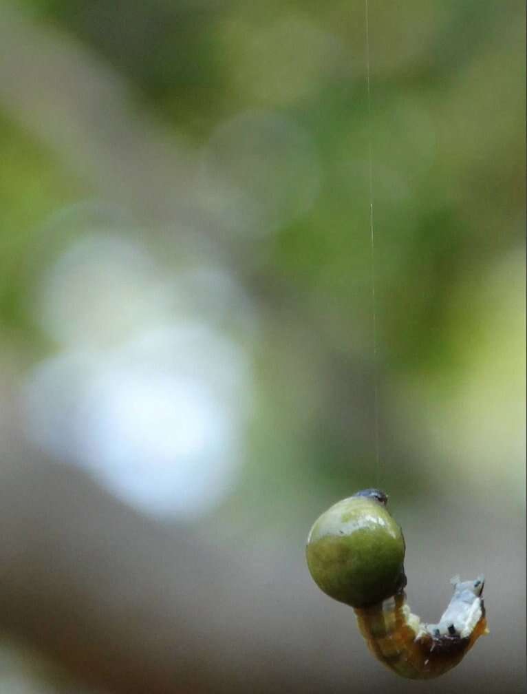 Image of Carea angulata Fabricius 1793