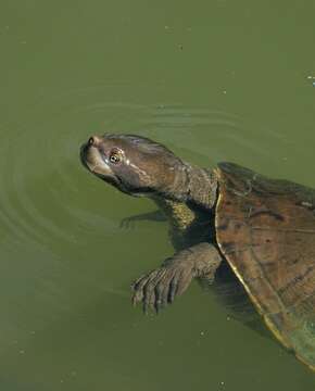 Image of Krefft's Short-necked Turtle