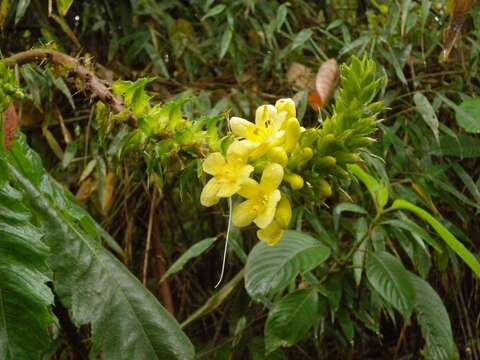 Image de Aphelandra acanthus Nees