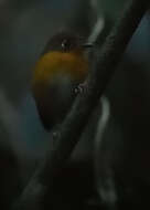 Image of Rusty-breasted Antpitta