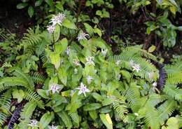 Image de Tricyrtis affinis Makino