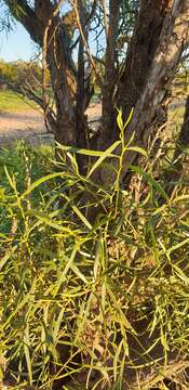 Image of Myoporum platycarpum R. Br.